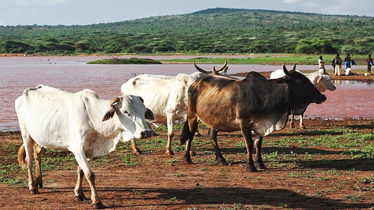 cattle in Kenya