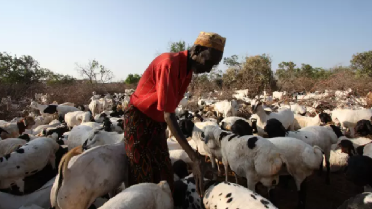 pastoralist in Africa