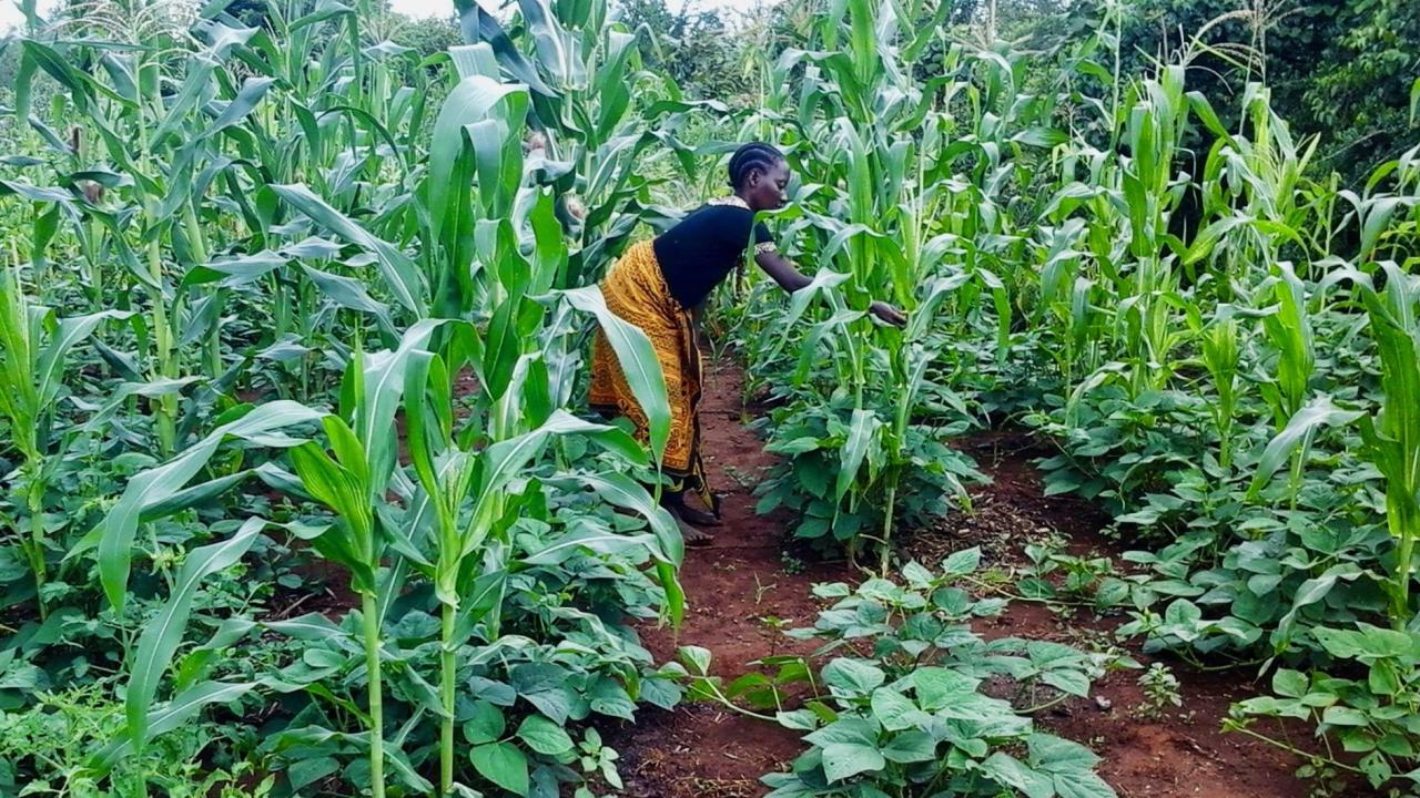 Woman Farming