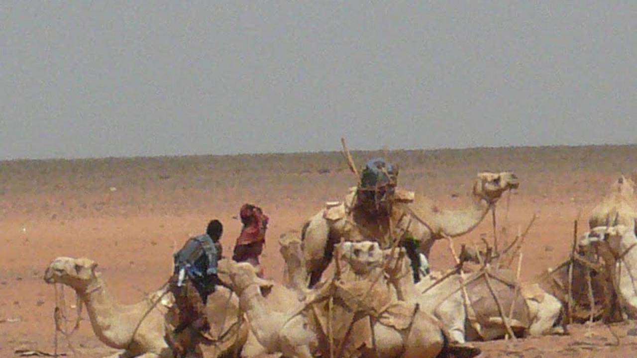 Camels in Ethiopia