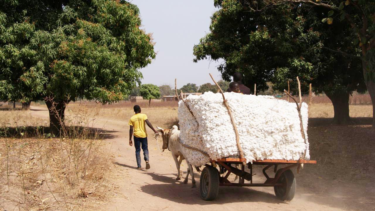 cotton cart