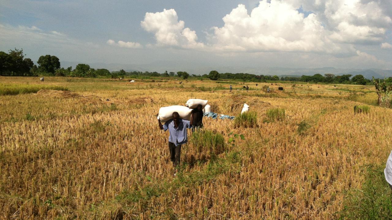 Haiti rice field