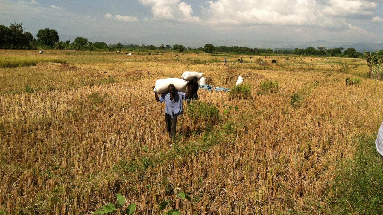 Haiti rice field