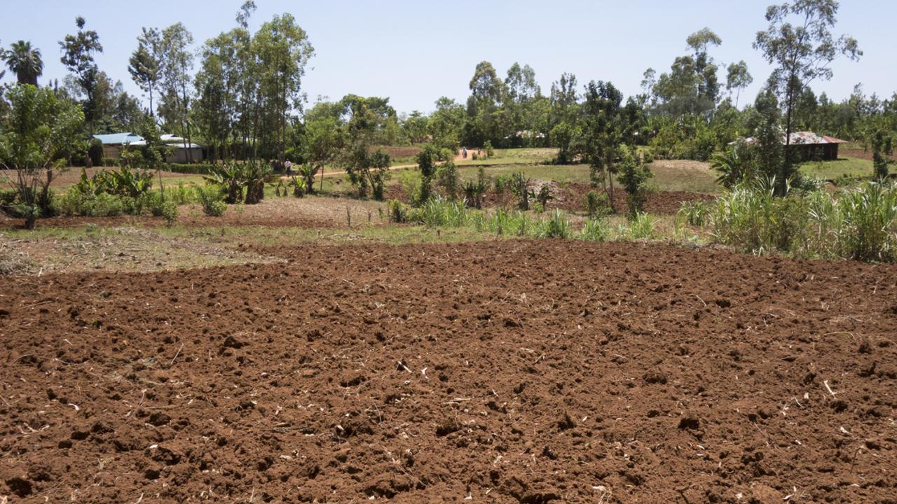 maize field in Kenya