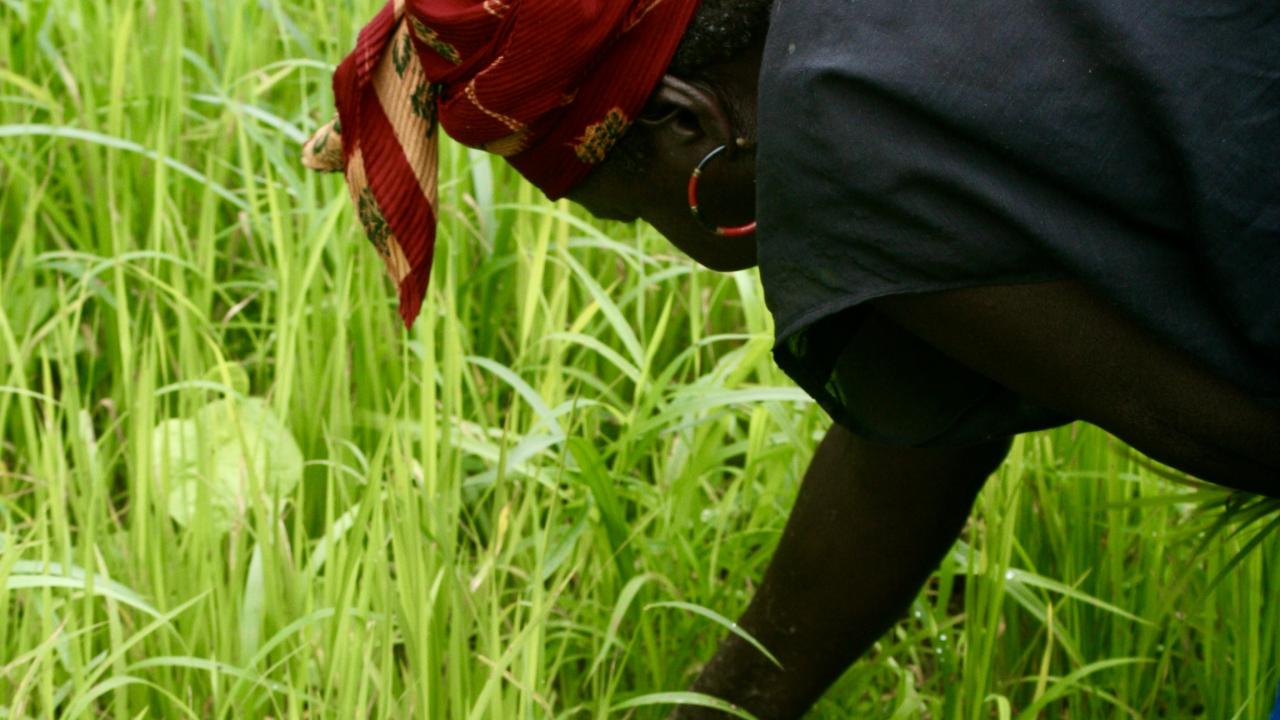 Planting rice