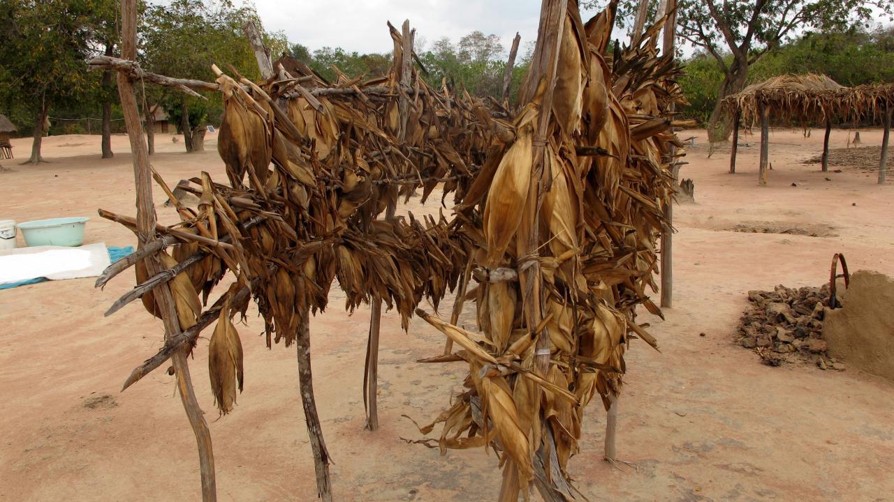 maize in Tanzania