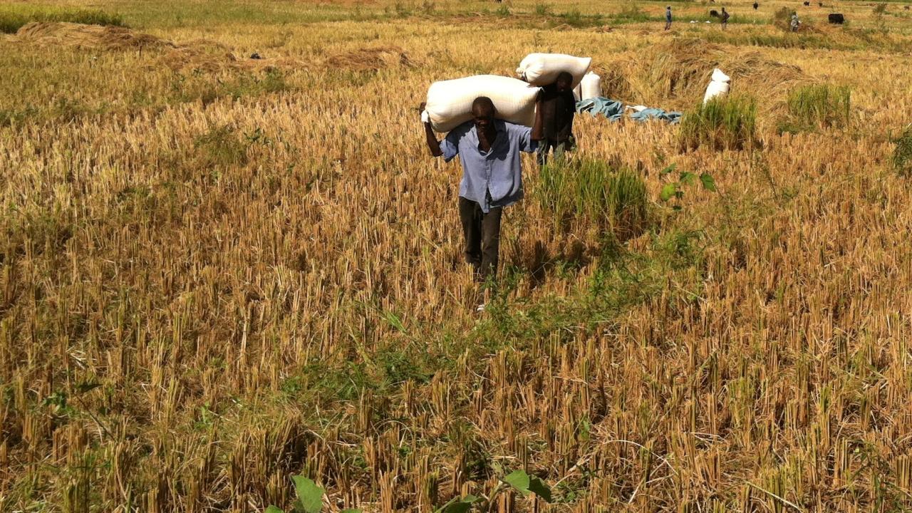 farmers in field