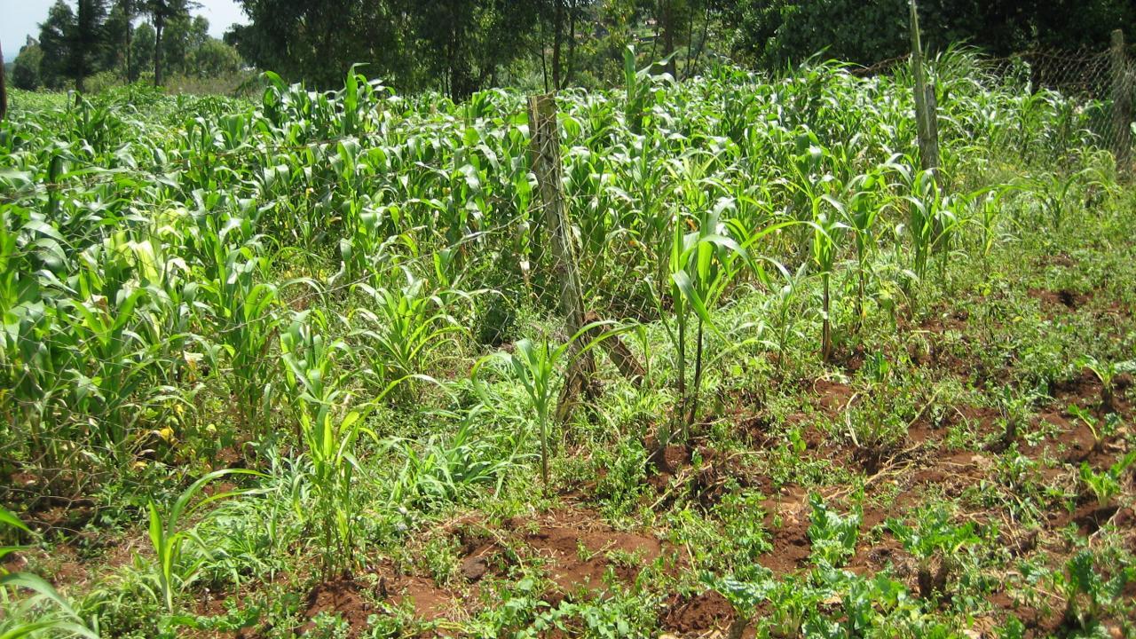 Kenya