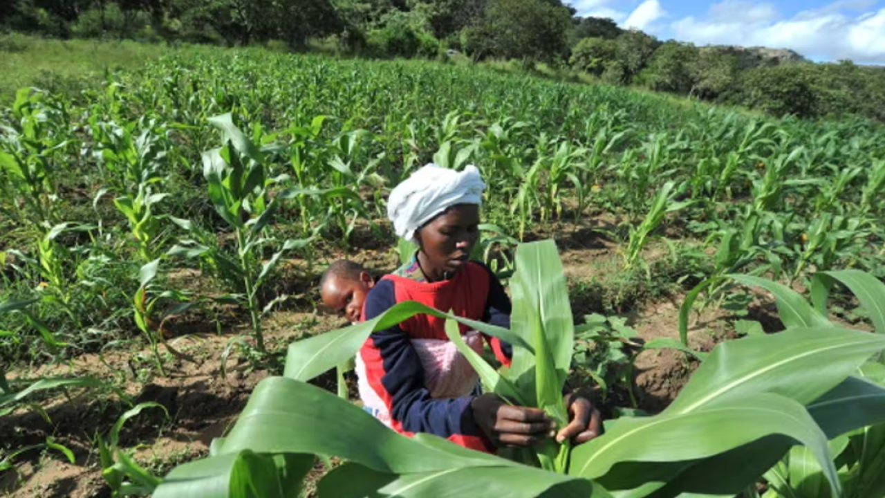 maize farmer