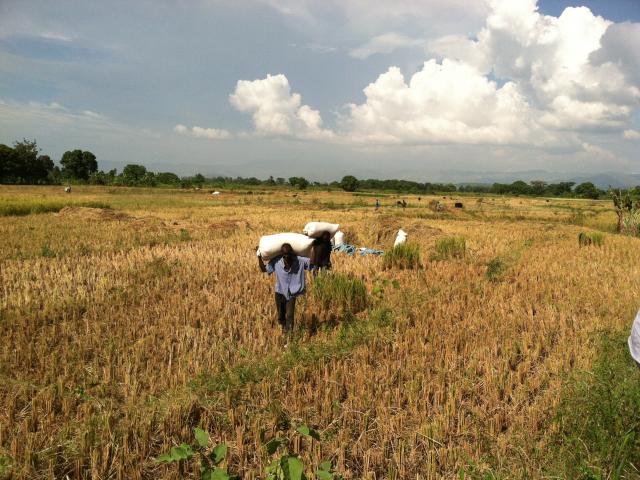 Haiti rice field