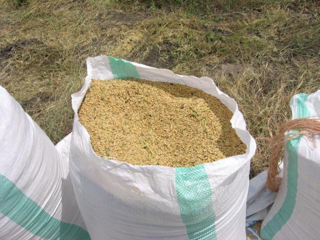 harvested rice