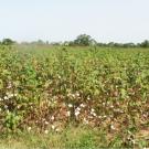 cotton in Burkina Faso