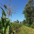 Kenya maize field