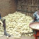 Photo of man and woman with maize cobs