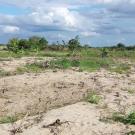 Dry field