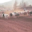 Cattle trotting