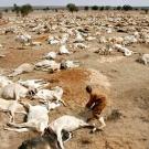 Laying, drought-stricken cows