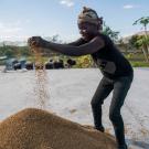 Haiti rice farmer