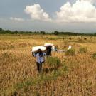 Rice farmers in Haiti