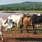 cattle in Kenya