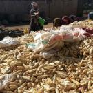 Maize Kenya