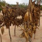 maize in Tanzania