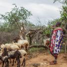 pastoralist community