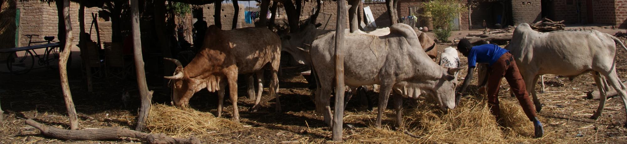 livestock
