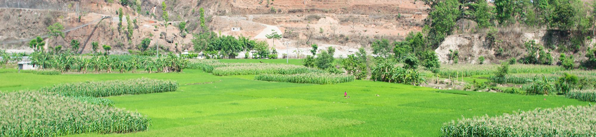 rice farm in Nepal